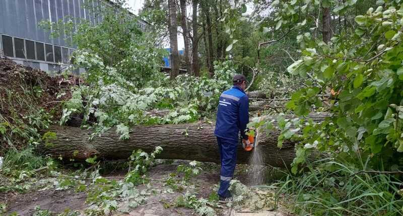 В Смоленской области из-за урагана трое детей получили травмы