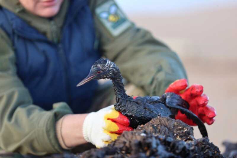 Недостаток волонтеров угрожает жизни птиц в Анапе после разлива нефти