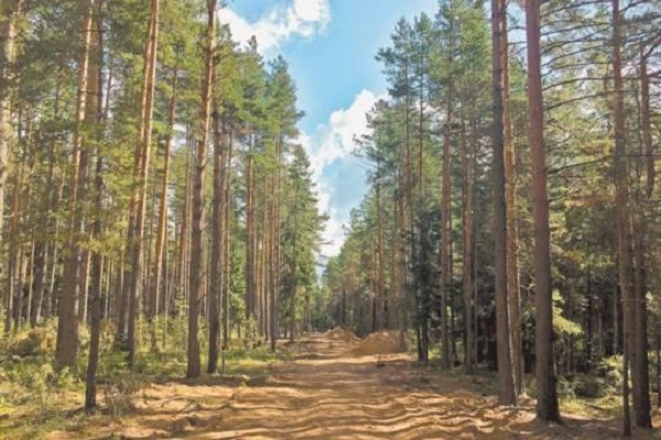 Тверские чиновники точно знают, чьи в лесу шишки